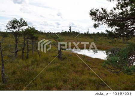 bog landscape with trees refelcting in the water bog landscape with trees refelcting in the water 45397653