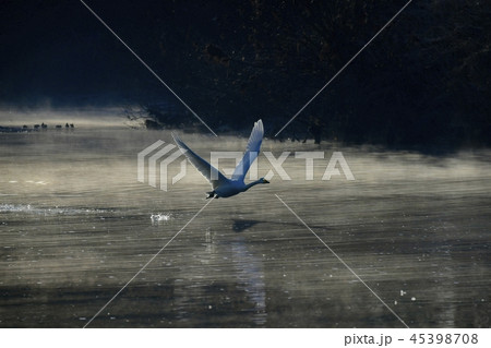 朝霧の川面に飛ぶ白鳥 45398708