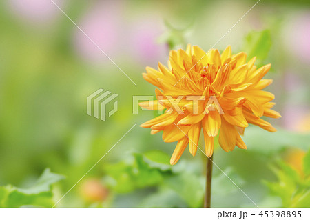 ダリア　STF 45398895