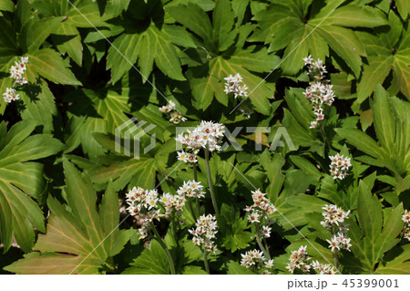 イワヤツデの花 イワヤツデの花 45399001