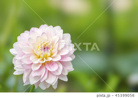 ダリア Stfの写真素材