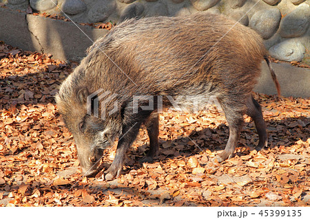 イノシシ 45399135