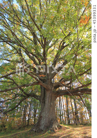 コナラの巨木 45399331