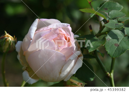 バラ 薫乃 の写真素材
