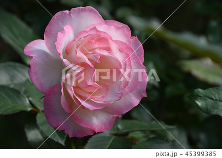 バラ（ニコール） 45399385