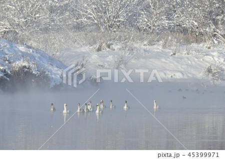 雪と朝霧の川面に白鳥 45399971