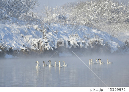雪と朝霧の川面に白鳥 雪と朝霧の川面に白鳥 45399972