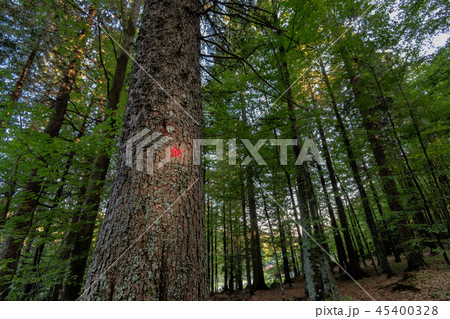 Red star painted on spruce marks the hiking trail to the memorial of Pohorje battalion near 45400328