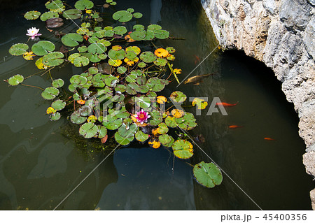 Pond with koi carps and lily pads, lotus flowers 45400356