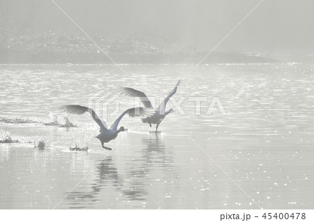朝霧の川面を飛ぶ白鳥 45400478