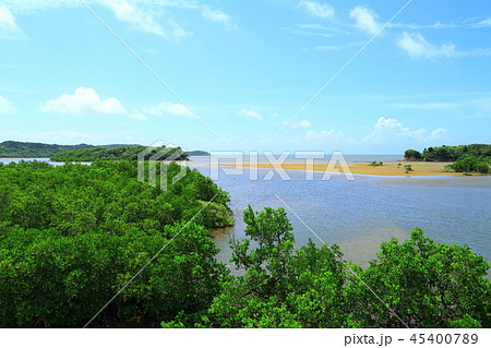 西表島 後良川(しいらがわ) マングローブ群生 西表島 後良川(しいらがわ) マングローブ群生 45400789