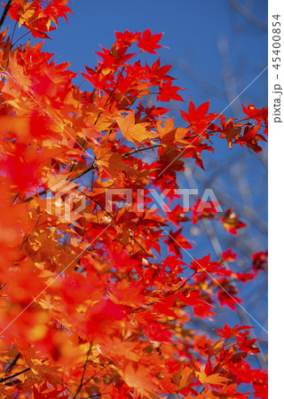 鮮やかな紅葉 鮮やかな紅葉 45400854