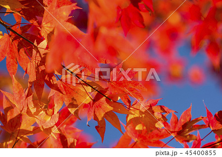 鮮やかな紅葉 鮮やかな紅葉 45400855
