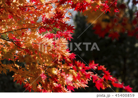 紅葉(和風なトーン) 紅葉(和風なトーン) 45400859