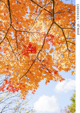紅葉と青空 紅葉と青空 45400865