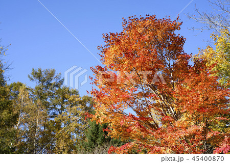 紅葉と青空 紅葉と青空 45400870