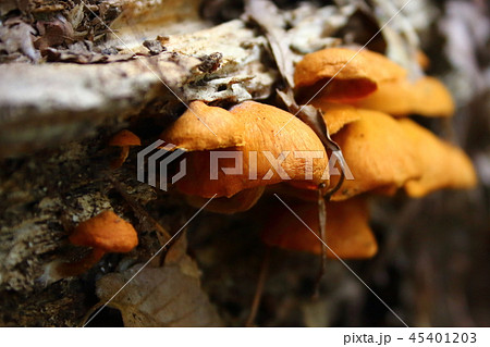 木に生える茶色のきのこの写真素材