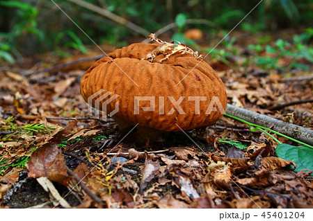 きのこ(ノウタケ) きのこ(ノウタケ) 45401204