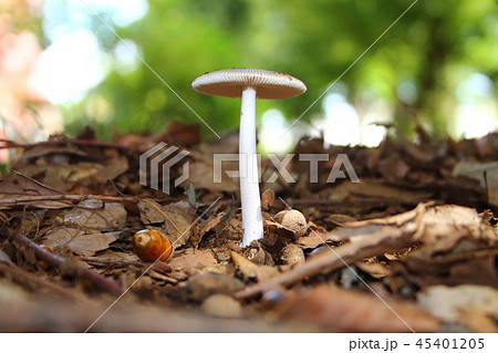 きのことドングリ 45401205