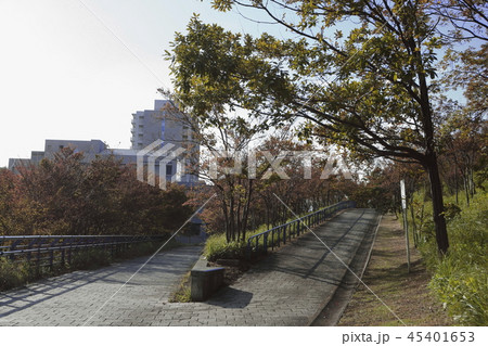 都筑中央公園を散策 都筑中央公園を散策 45401653
