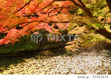 鮮やかな紅葉の光 45401676