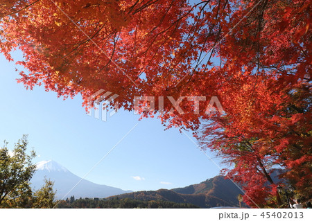 富士山と紅葉 富士山と紅葉 45402013