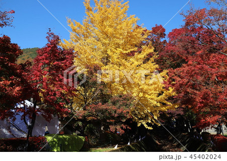 富士山と紅葉 富士山と紅葉 45402024