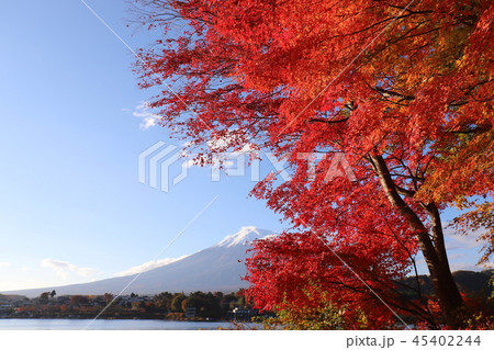 富士山と紅葉 45402244