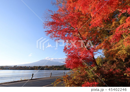 富士山と紅葉 45402246