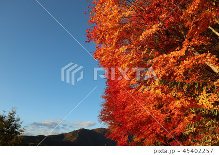 富士山と紅葉 45402257