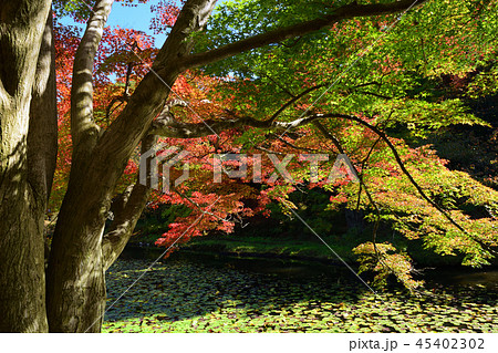 光眩しい紅葉 45402302