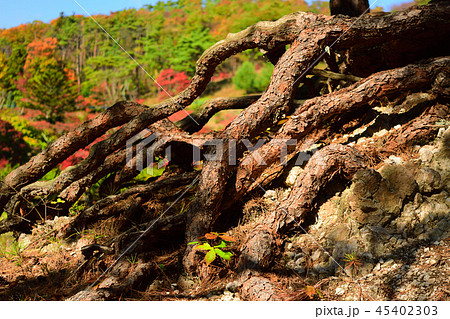 赤松の成長 45402303