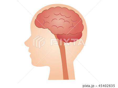 医療イラスト 脳 B のイラスト素材 45402635 Pixta