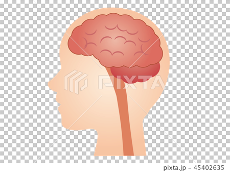 医療イラスト:脳(B) 医療イラスト:脳(B) 45402635