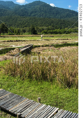 Landscapes of rice fields  45402713