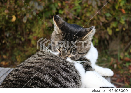グルーミングする猫 45403000