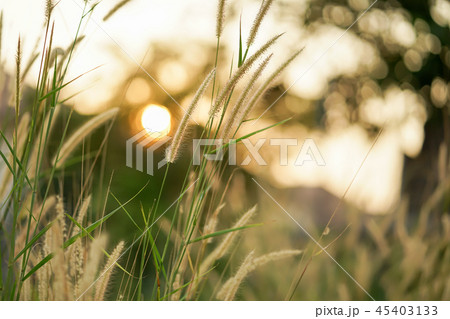 Field of grass during sunset 45403133
