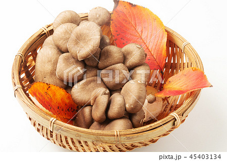 ヒラタケ 45403134