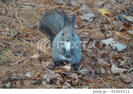 エゾリス 45404511