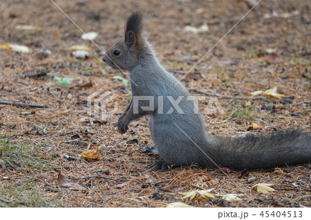 エゾリス 45404513