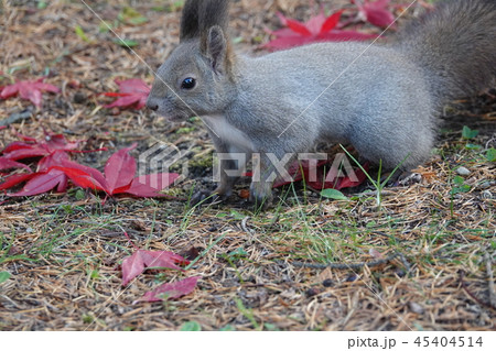 エゾリス エゾリス 45404514