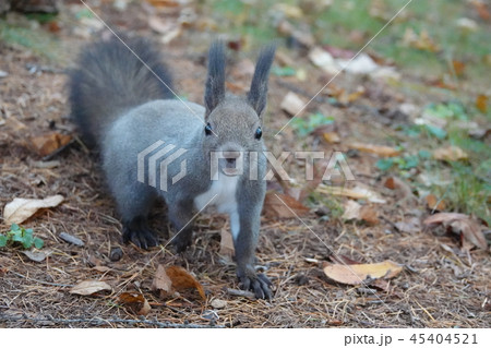 エゾリス 45404521