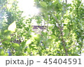 木漏れ日 45404591