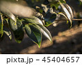 夕陽を受ける葉 45404657