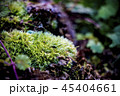 森林に佇む植物 45404661