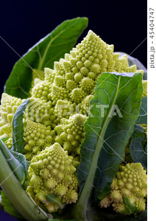 ロマネスコ / Romanesco broccoli  45404747