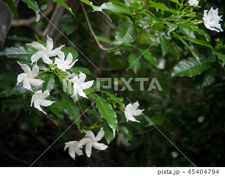 white Gerdenia Crape Jasmine, white flowers  45404794