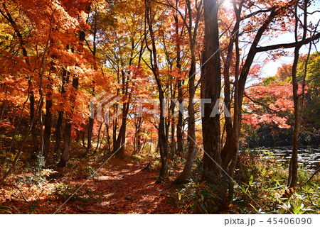 矢ノ原湿原へ行きました　　＃10 45406090