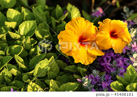 Hibiscus Flowers - Orange Yellow and Red 45406101