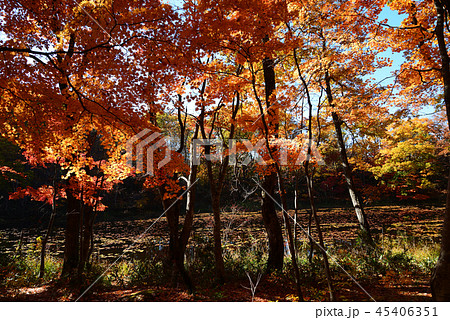 矢ノ原湿原へ行きました　　＃17 45406351